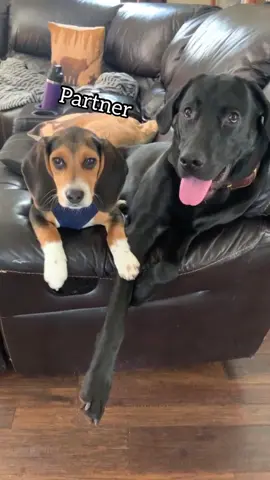 It’s just that simple🤷🏻 #fyp #foryou #dogsoftiktok #labsoftiktok #giveupyourpartner 