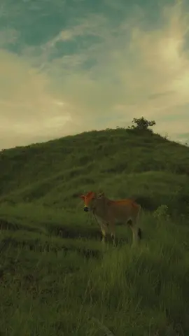 Pastures to Peaks: A Cow's Journey. #nature #animals #cinematic #fx30 #slog3 #sigma #mountain #cow #fyp