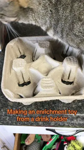 DIY cat enrichment toy 😊 #humanesociety #rescue #adopt #baldwincountyalabama #shelter #adoptme #rescueanimal #fairhope #animalshelter #adoption #cat #catsoftiktok #kittensoftiktok #catenrichment 