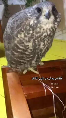 #خالد_بن_هليل_العنزي #اكسبلورexplore #الشعب_الصيني_ماله_حل😂😂 #منغوليا#كازاخستان🇰🇿 
