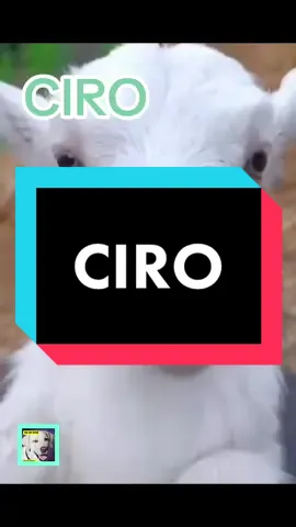 Tag your friend Ciro.🤣 #talkinganimals #viralvideo #funnyanimals #fyp #funnyvideos #lamb #perte 