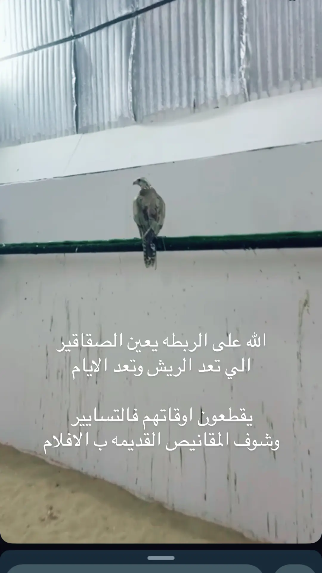 #مقناص  كحيلان 