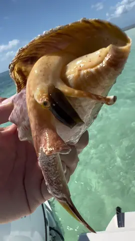 Ever seen a live conch? #keywest #keywestfl #thefloridakeys #conch #conchshell #thingstodoinkeywest #keywestsandbar #lifeontherockscharters 