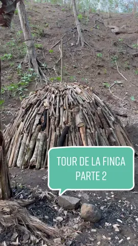 Replying to @hadess_bitch Tour de lo que tenemos en nuestra finca.  A las que le llamo cerezas, gracias a algunos de ustedes e investigando me enteré que realmente son acerolas.  Si las buscas en Rep. Dom. con ese nombre es muy dificil que las consigas porque no la conocemos por ese nombre.  Me gusta esto de conocer como le llaman a las frutas o vegetales en diferentes países.  #sembrado #harvestvegetables #finca #republicadominica #pineapple #cosechadepiña #huevoscriollos #gallinasponedoras #sembradodeyuca #bija #mango #cosechademango #carbon #vidadecampo #cocodeagua #coco #acerolas #moderm #garden #chickenegg #farm #fromgardentotable #vegetalesorganicos #organicoynatural 