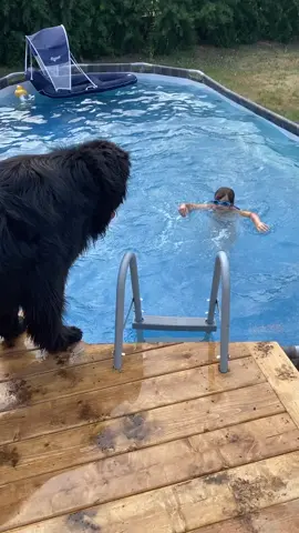 Eddy no. #newfoundlanddog #newfoundland #dog #doglife #dogs #dogsoftiktok #swim #dog #dogsoftiktokviral #funnyvideos #funnymoments #isaidno #pool #newf #doglover 