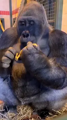 #غوريلا تاكل موز #funnyanimals #funny #tiktoklongs #tiktokgermany #saudiarabia 