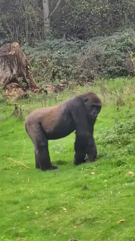 #gorilla #dance #funnyanimals #😂 #tiktoklongs #zoo 