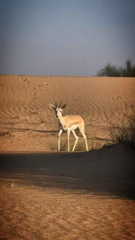 🦌✨. #شبل_الدواسر #بندر_بن_عوير #fypシ 