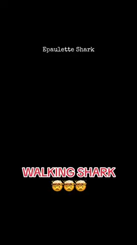 Sharks are amazing 🦈🦈🦈 #sharks #viral #fypシ #fyp #openocean #walkingshark #sharksoftiktok #australia #tropical 