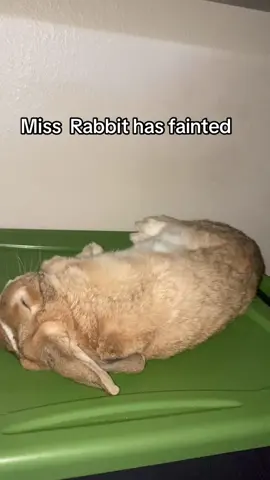 Flops are sooo cute 🥰 #funny #funnyvideos #funnypets #pets #PetsOfTikTok #pettok #bunny #animals #bunnies #bunnylove #bunniesoftiktok #bunnytok #rabbit #rabbits #rabbittok 