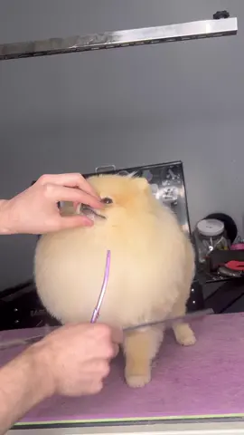 #pom #dogs #puppy #dogsbylogan #doggrooming 