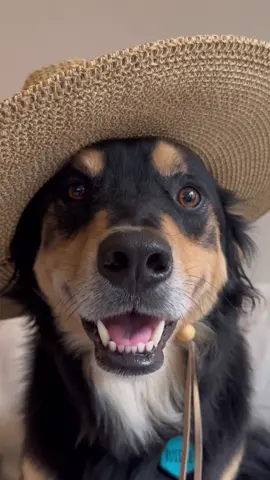 I don’t practice Santeria 🎶 ##dogsoftiktok