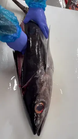 Thon germon de ligne 