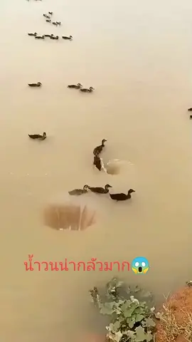 #น้ำวน#เป็ด ตัวที่ตกลงไปเป็นไงบ้างน้อ?#น่าสงสาร