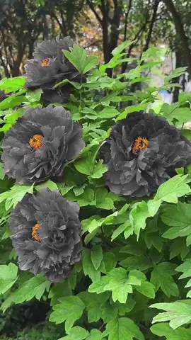 #花 #綺麗 #goodmorning #beautifulflower #scenery #お花のある暮らし #美しい景色 