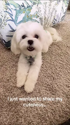Hi! Are you happy I shared my cuteness?! Tag and share with a friend who needs to see an adorable pup! #cutepuppy #mulliganthemaltese #maltese #cutedogs 