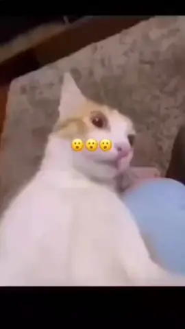 151 followers 😮😮😮 such a W ty guys 👍 #goofy #cat #fyp #silly #meme #flabergasted #surprised