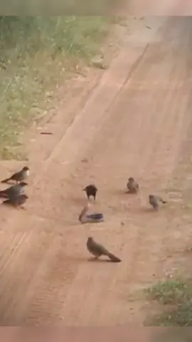 Burung serang ular tedung#fyp #myghost🤯 #Rimba🎭 #fypシ゚viral 