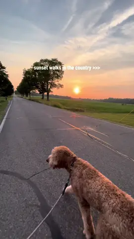 long walks on a beautiful summer night are the best! 🤍🌅🌞 #countryliving #smalltown #hotgirlwalk #sunset #walk #dog #goldendoodle #stanley #middleofnowhere 