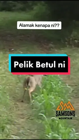 rusa backflip failed, memang pelik apa yg die buat ni, tiba2 pulak tu. #pelik #bendapelik #apayangsalah #kelakar #peliktapibenar 