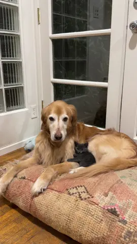 ITS HAPPENING! The very first snuggle! Ahhh I cant believe it, brave little Goose made the first move! 😍 #kittenrescue #feralkittenrescue #goldenretriever #firsttimecatmom #kittenlove #catslovers #newcatmom #dogsoftiktok #kittenadvice #catadvice #kittenseason #kittens #kittensoftiktok #crazycatlady #feralcatsneedlovetoo 