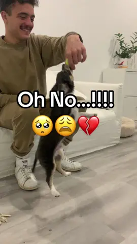 He cried for so long 😢 He’s ok and didn’t get hurt !! ❤️‍🩹🐶🤍  #puppy #puppylove #funny #chihuahua #fyp #funnydog #dogfail 