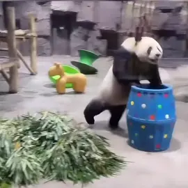 Funny panda #panda #panda🐼 #cute #pandas #funny #funnyvideos 