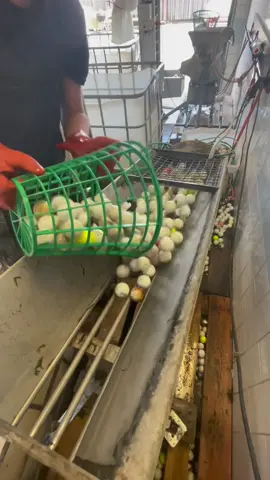 Washing golf balls⛳️🏌️‍♂️#foryou #fyp #golf #golftok #fördig #recycle #outofbounds #prov1 