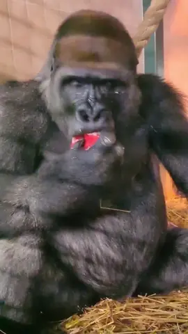 That crunch! #gorilla #asmr #mukbang #eating 