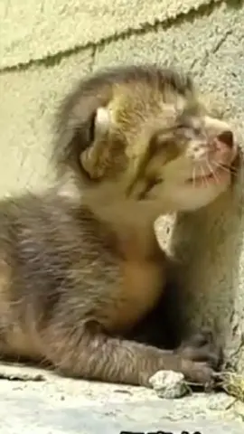 #cat#tiktok #puppy #poor #fyp 