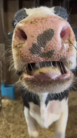 pov: a cow chews it’s food and burps in your face #fyp #tylerthefarmer #cowsoftiktok #dairyfarmer #farmlife #pov 
