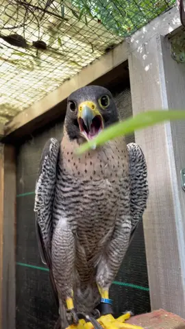 Pepino ci racconta che…. #pepe #peregrinos #peregrinefalcon #falcon #falconry #wilde #dice #talk #falcone #falconeria #video #tiktok #bird #birds #animals #animal #nature #Home #falcoaria #training #birdofprey 