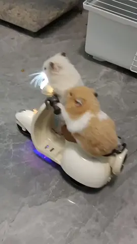 Despues de unas cuantas chelas🍻Hasta se olvido que tenia novia #hamster #animales #cuy #manejandomoto #fortoupage #borracho 