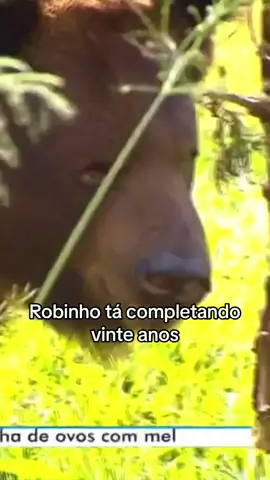Robinho se deu bem 😂❤️ #tvanhanguera #goias #urso #zoologico #animaisfofos #goiania
