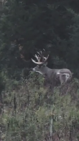 Deer don’t get bigger than this. Let alone giant bucks in the wild. We filmed this deer 4 times and to this day it’s the largest buck we’ve ever laid eyes on. Should we show more of the clips? #hunting #bowhunting #deerhunting #whitetaildeer #deertiktok #huntingtiktok #deer #iowa #midwestwhitetail #chasingnovember #whitetail 