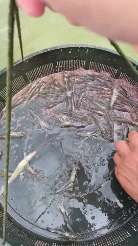 43 dias de cultivo. 2,5g 🦐  120pl/g.  #camarão #vannamei #aquicultura #carcinicultura #vannameishrimp #shrimp #agronegocio #agronegociobrasil #agro #moradanovaceará 