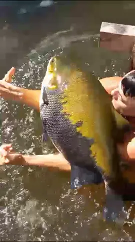 #valdemir  encantador de peixes gigante 