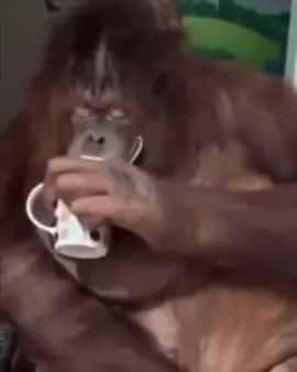 The monkey drinks his coffee. #monkey #funnymonkey #funvideo #funny #funnyanimals #animals #fun 