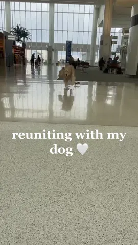 you can see the exact moment he realised it was me 🥲 #reunion #dogreunitedwithowner #cominghometomydog 