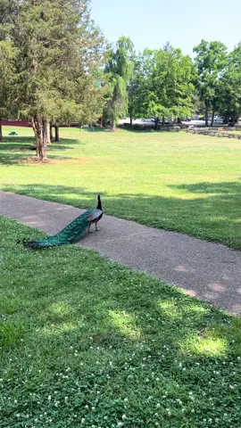 Is it just me or does a peacock sound like a cat? 😂 #peacock #funny #sound #catlike #interesting #animal