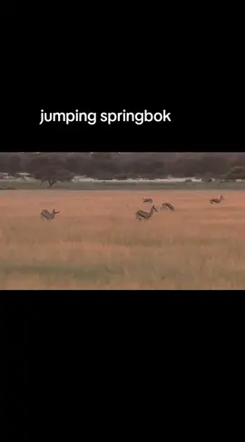 #janwanstours #animal #jumping #springbok 