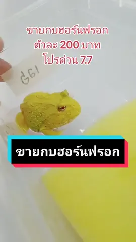 ส่งได้ทั่วไทย Albino Hornedfrog#บ้านกบฮอร์นฟรอกตลิ่งชัน #ขายสัตว์เลี้ยง #ขายกบฮอร์นฟรอก #ซื้อกบฮอร์นฟรอก #ขายสัตว์แปลก #ขายสัตว์เลื้อยคลาน #สวนสัตว์tiktok #สัตว์โลกน่ารัก 