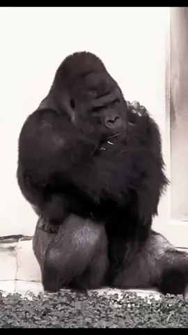 It's okay,  #fyp #fypシ #fypシ゚viral #fypage #gorilla #jiwa #ceritakita #bahagia #sendiri #kisah #kisahinspirasi #quotes #quote 