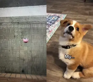#duet with @thepupcupstore #corgisoftiktok Omg the stairs#dog #dogs 
