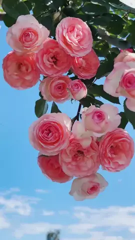 #花 #綺麗 #goodmorning #beautifulflower #scenery #お花のある暮らし #美しい景色 