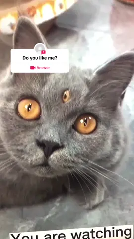 #answer to @user39725231737208 #dog #cat 