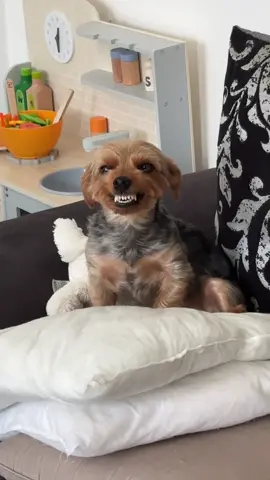 Does anyone elses Yorkshire Terrier smile like this? 😂 #DogsTikTok #MyDog #DoggosOfTikTok #smilingdog #smilingdoggo #yorkie #yorkiesoftiktok #yorkshireterrier #yorkshireterrierlove❤ #viraldog #FunnyDogTikToks #TikTokDogs 