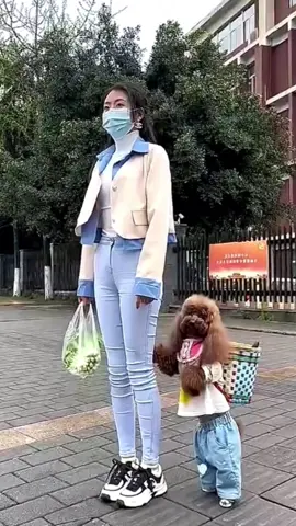 A dog that can walk standing up#cute #dog #dogsofttiktok #dogs #doglover 