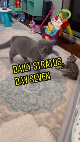 Day 7 of sharing Stratus every day until he gets adopted. He’s becoming more confortable with our foster kitten, Walnut! Stratus tends to be generally okay with kittens but not okay with adult pets. He’s great with people! Stratus is 11-months-old, deaf, slightly wobbly, and wants to be in a single-pet household.  Adoptable through @Kitty Kat Haven & Rescue in Hoover, AL 🩶 #catsoftiktok  #fostercat #deafcat #adoptme 
