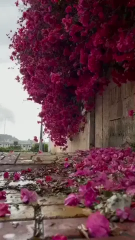 #عبادي_الجوهر #ياورد_في_كل_الفصول 